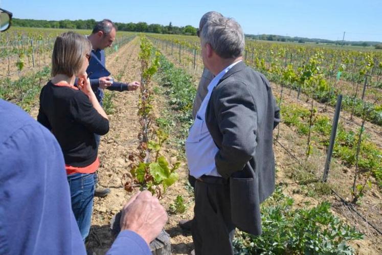 A Giroussens, l’épisode de gel est à l’origine de plus de 80% de perte sur les vignes, parfois même jusqu’à 100%. Un phénomène très hétérogène sur l’ensemble du vignoble gaillacois.