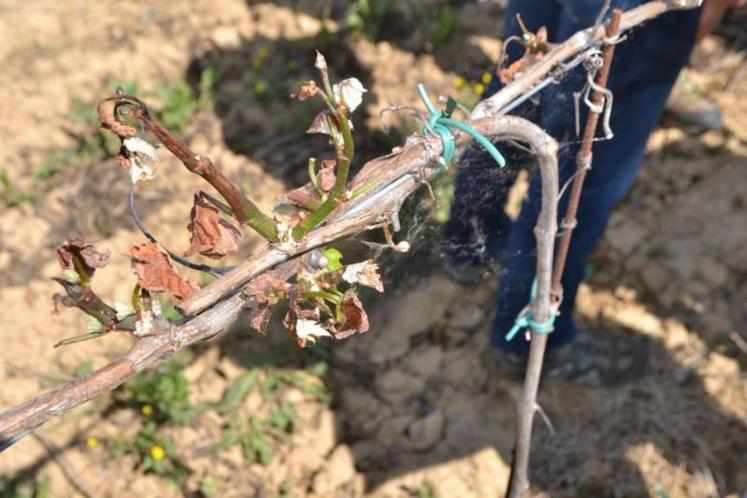 Au sein d’une même parcelle, les dégâts diffèrent selon l’exposition. Des sondes, posées dans les vignes la veille de l’épisode de gel ont relevé des températures entre -2 et -5°C au niveau des bou