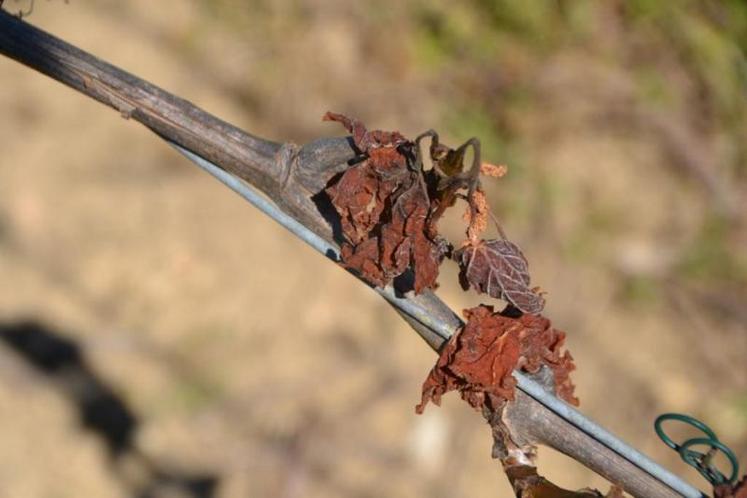 Quand au raisin de table, la récolte 2017 est largement compromise, avec des vignes 