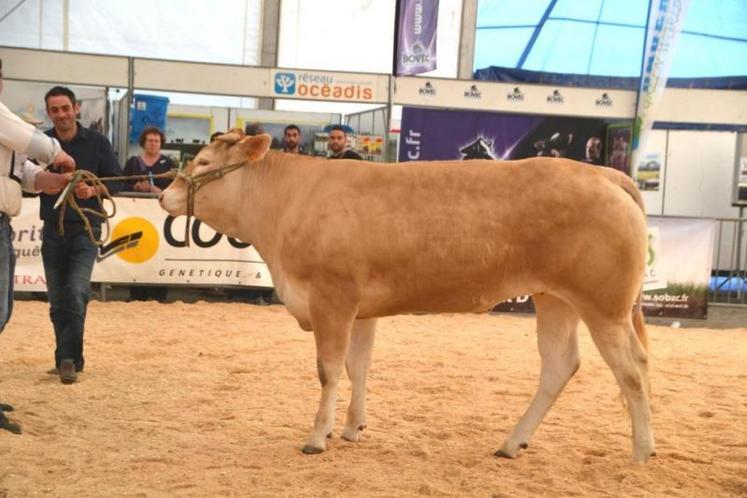 Hilly du Gaec Planté Moulet , à Carbes, 1ère de la section des génisses 15 - 18 mois, termine avec le prix de championnat jeune femelle et championne suprême