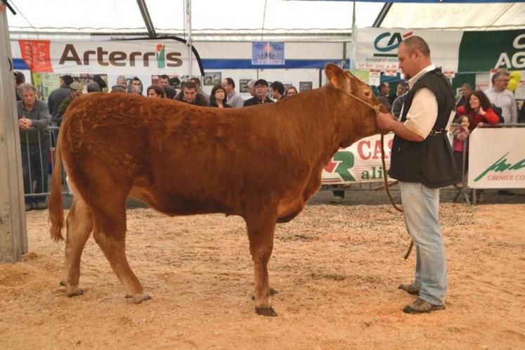 Henna du Gaec Fabre à Teillet, a terminé meilleure femelle à fort développement musculaire et championne jeune femelle