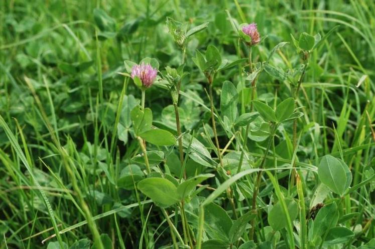 C’est la démonstration par des exemples de terrain que valeur agronomique des prairies et préservation de la biodiversité peuvent aller de pair.