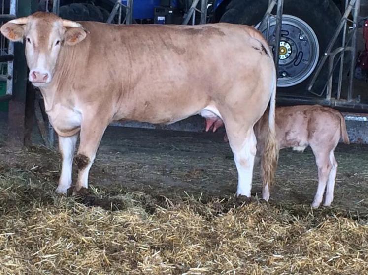 Parmi les animaux du Gaec Puech, il y aura une vache suitée au Sommet.