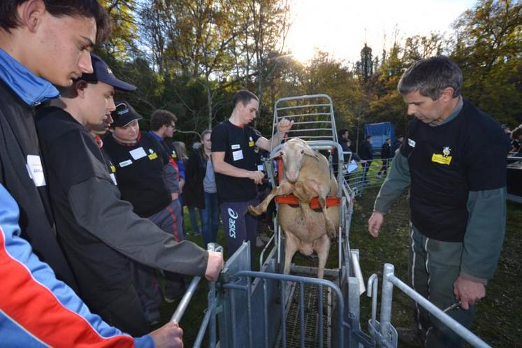 Epreuves des ovinpiades.