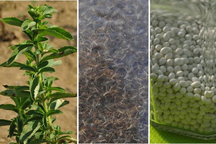 Les différents stades de la stevia : en végétation, en graines pour terminer par l'enrobage.