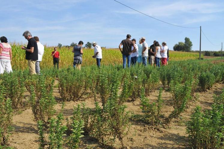 Une visite de parcelle était organisée juste avant la récolte.