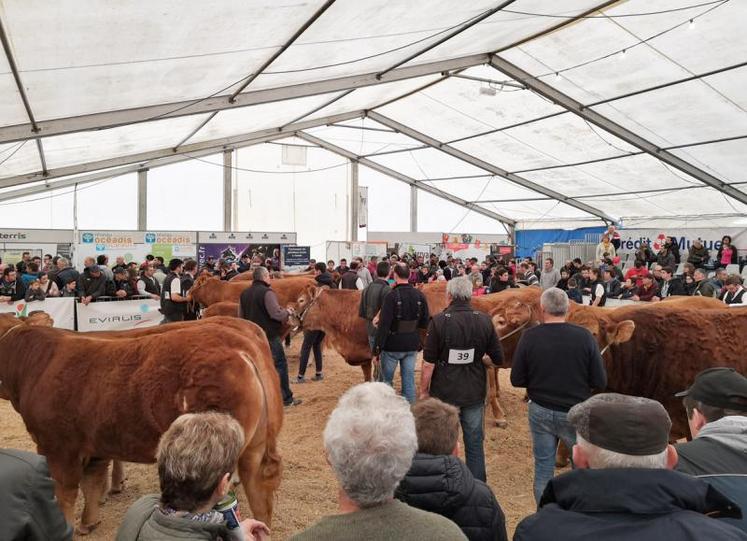 Ambiance sur le ring du pôle élevage dimanche matin avec le concours départemental limousin, juste avant le jugement des prix de championnat.