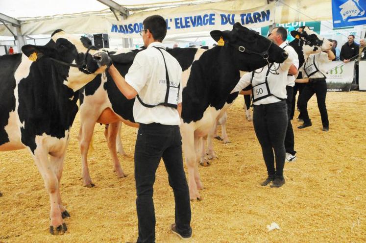 A l’occasion des 60 ans de la foire, les éleveurs prim’holstein ont voulu organiser un concours interdépartemental.