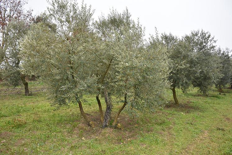 Un arbre qui a souffert du gel peut repartir depuis le bas de la souche.