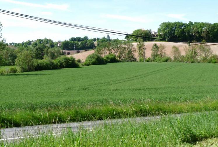 La parcelle située près de Villeneuve-sur-Vère.