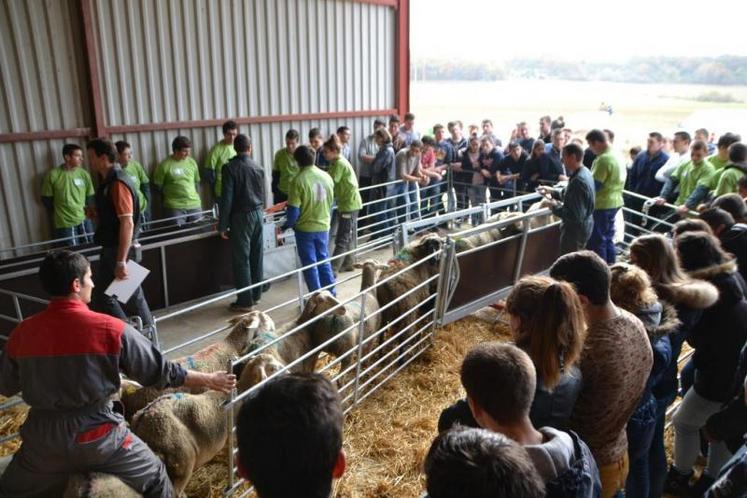 Les ovinpiades du mercredi 3 décembre au lycée agricole de Flamarens