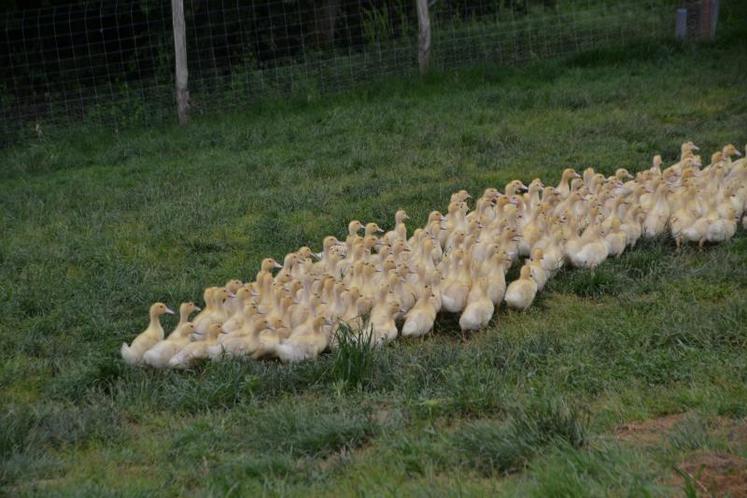 En janvier, le Tarn entre dans la zone concernée par les mesures de prévention pour éviter la propagation du virus de la grippe aviaire