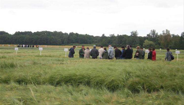 Une quarantaine de personnes ont participé à la visite des essais d'Arvalis à Montans.