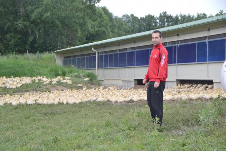 Lundi 16 mai sur l’Earl Puech Meric à Cadalen, Bruno et Jean-Christophe Fabre ont rentré une bande de 4 000 canetons.