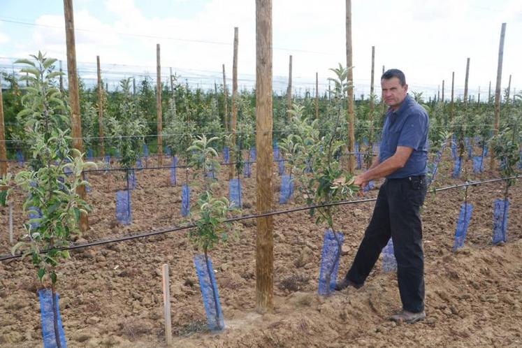 Thierry Garrigues devant la plantation de pommiers.