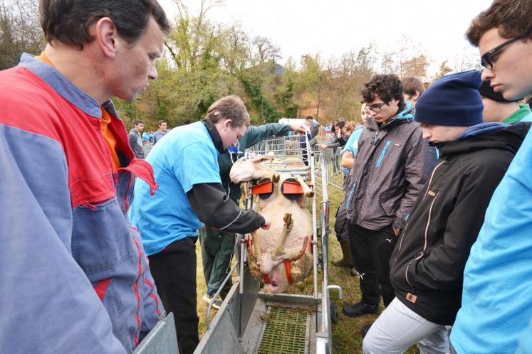 Trente-cinq jeunes des lycées agricoles de Fonlabour et Flamarens et du CFA se sont engagés dans les ovinpiades organisées par la fédération départementale ovine et la Maison de l’élevage en marge du CJAJ.