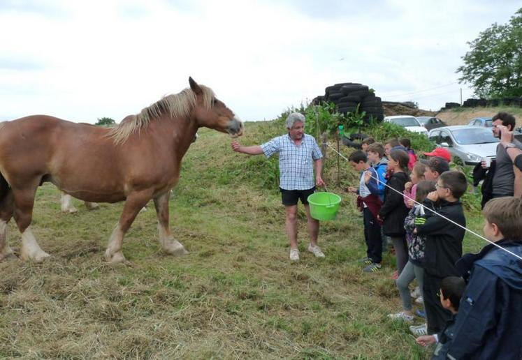 Les chevaux de trait, Didier Fonvielle étant passionné par la race bretonne.