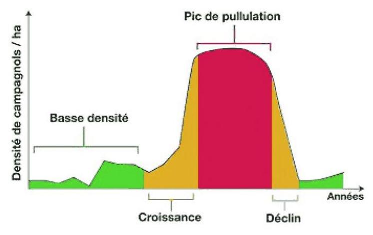 Campagnols : Degâts, Solutions de Lutte