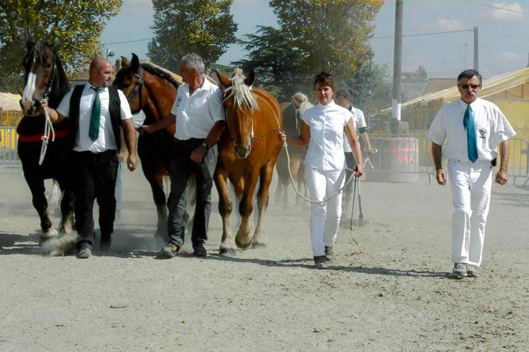 De gauche à droite : Guillaume Bouyssières de Técou avec Demoiselle du Jaudy (Bretons), Jacques Saysset de Lagrave avec Chipie des Ardailles (Ardennais) et Christiane Poujade de Cambon avec Danaee de Claumont (Comtois).