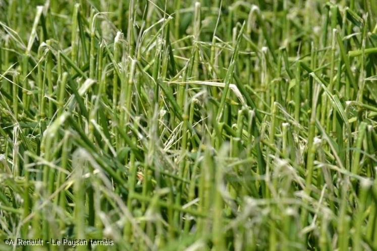 Les céréales comme les fourrages ont été touchés par la grêle.