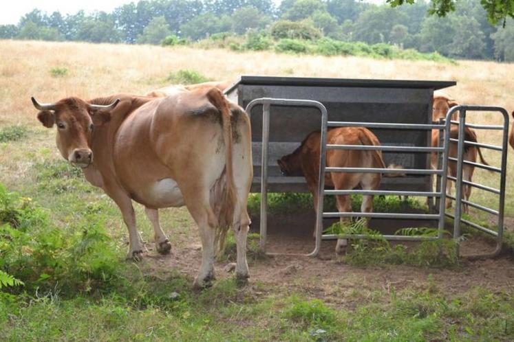 Pour les veaux, un nourrisseur a été installé à proximité du râtelier des vaches, à un endroit où le troupeau se retrouve souvent.