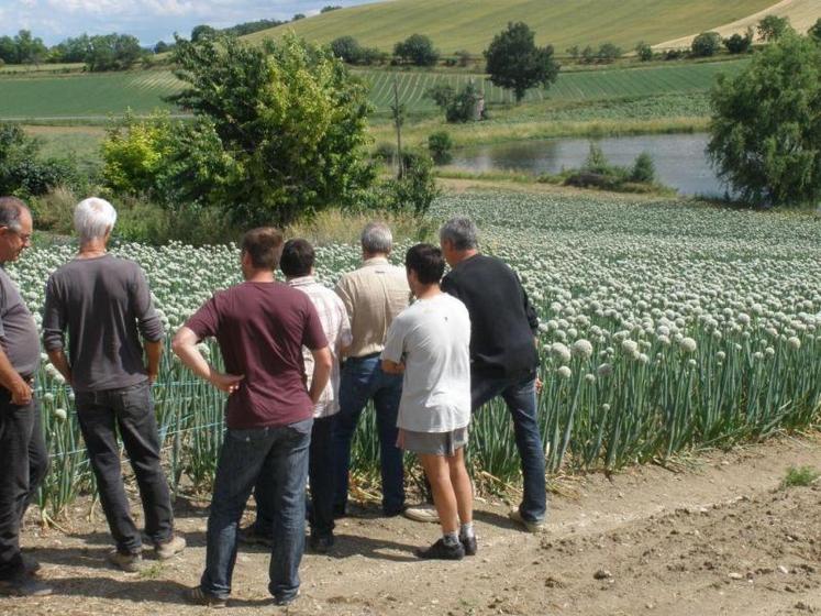 Il y a, actuellement, dans le Tarn, près de 300 ha de semences potagères.