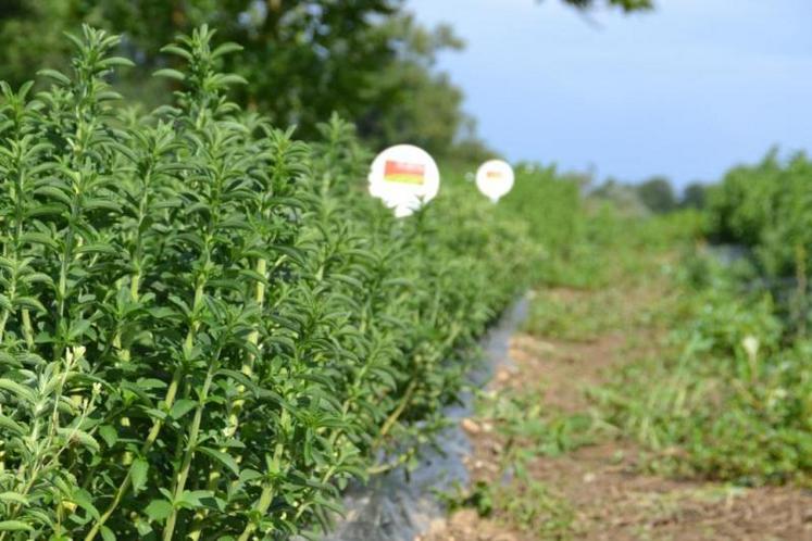 Dans son travail sur la sélection variétale de stevia, l’Epi salvagnacois concentre aujourd’hui ses efforts sur trois variétés. Des essais multilocaux sont menés sur des microparcelles chez les producteurs de la Sica.