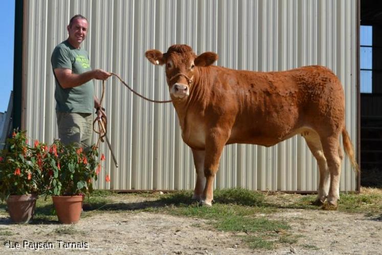 Laurent Carrière et Eclatante iront au prochain concours national limousin à Cournon