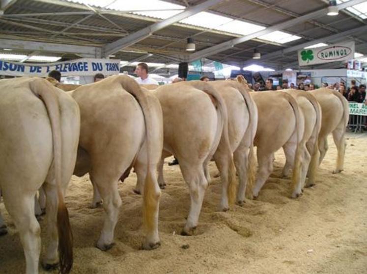 Les éleveurs tarnais continuent à s'illustrer dans les concours de race bovine.