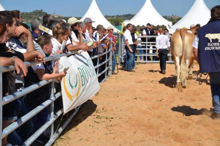 Concours régional Blonde d'Aquitaine - ... du monde autour du ring !