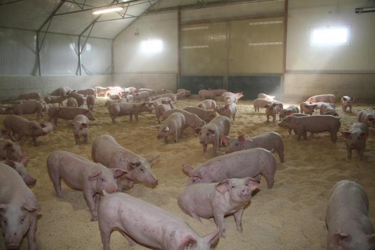 En janvier 2008, les marges nettes des élevages porcins ont été évaluées entre – 35 et – 40 euros / porc.