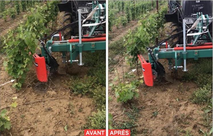 La brosse a bien fonctionné en conditions humides. Les lanières n'ont pas causé de dégâts sur les ceps.