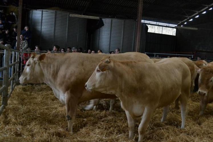 La sélection vendue regroupait des animaux représentatifs de la race blonde d'Aquitaine.