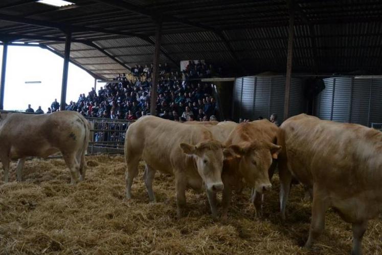 Des taureaux étaient également présentés à Aussac.