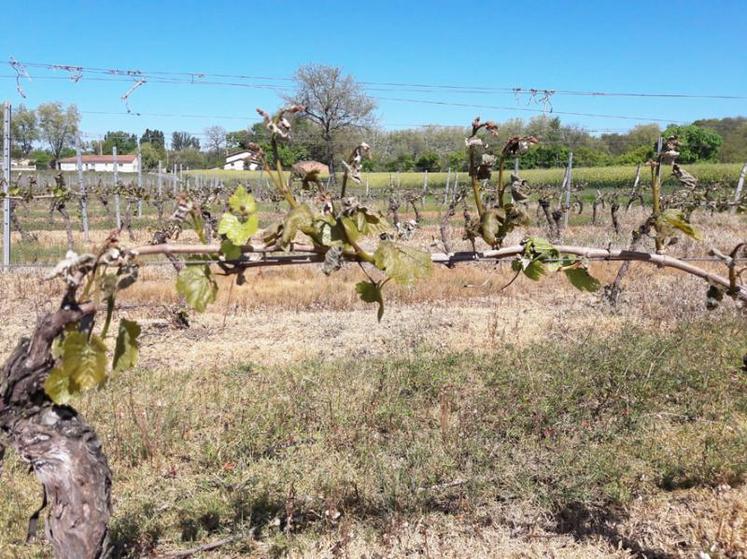 Les dégâts sur les parcelles de vignes sont hétérogènes et peuvent varier de moins de 30 % à plus de 90%... Les parcelles ventées et les bas-fonds sont les plus touchés.