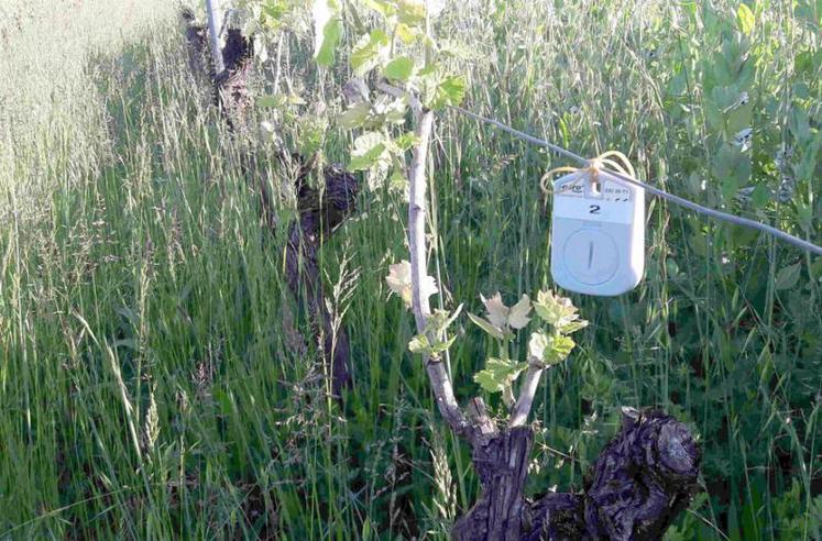 Sonde à côté des bourgeons à -4,2°C (nuit du 19 au 20 avril)