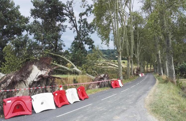 Des rafales ont soufflé jusqu'à 128 km/h, déracinant sur leur passage des platanes de 20 m de haut, comme sur la route reliant Puylaurens à Vielmur, au lieu-dit En Bérail.