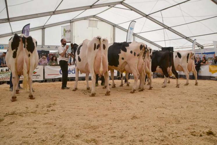 Le jugement du prix de la grande laitière du concours départemental Prim'Holstein à Réalmont, le samedi 2 avril après-midi.