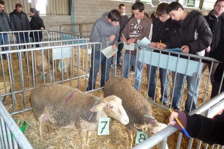 Le concours de jugement d'animaux par les jeunes est une occasion supplémentaire de dynamiser l'élevage Tarnais.