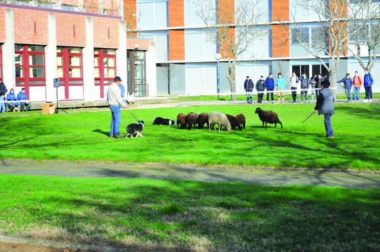 Conduite avec chien de troupeau