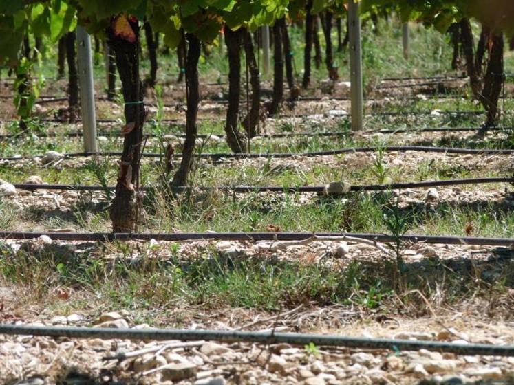 En vin de pays, il ne faut pas que la vigne stresse, il faut commencer à irriguer dès le démarrage de la végétation.