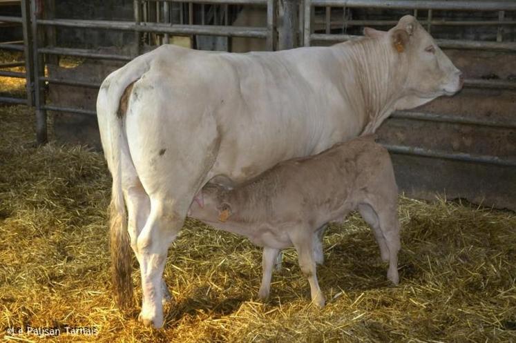 Le veau sous la mère est une production typique du grand sud-ouest.