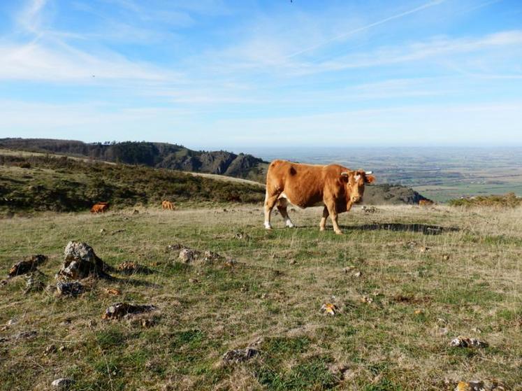 Les vaches participent de façon notable à l’entretien des prairies.