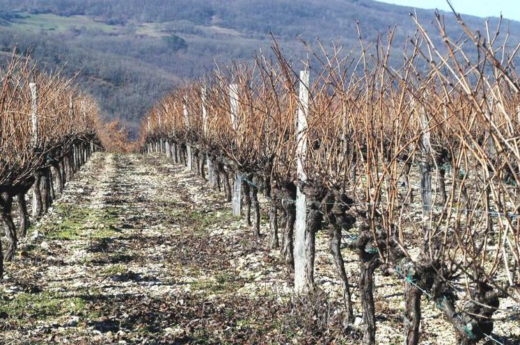 Nous nous sommes professionnalisés, rien qu'au travers des apports techniques en conduite de la vigne.