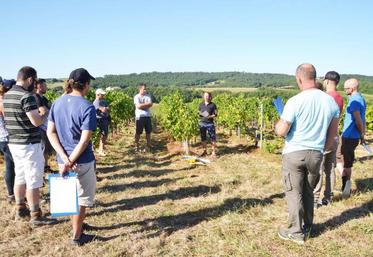 Virginie Viguès, conseillère viticulture de la Chambre d’agriculture du Tarn,  animé la formation sur une parcelle contaminée du vignoble gaillacois.