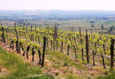 Vue des vignes de Gaillac