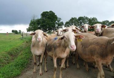 Dans le Tarn, en 2009, 345 exploitations de brebis laitières ont produit près de 23 millions de litres de lait.