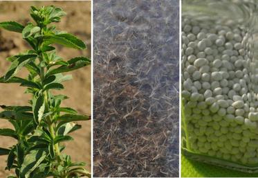 Les différents stades de la stevia : en végétation, en graines pour terminer par l'enrobage.