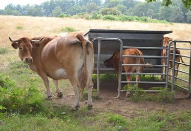 Pour les veaux, un nourrisseur a été installé à proximité du râtelier des vaches, à un endroit où le troupeau se retrouve souvent.