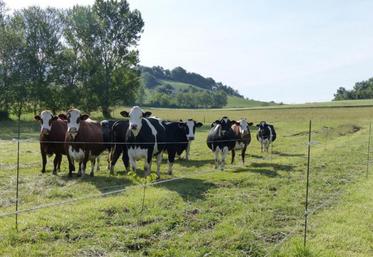 "Associer des arbres et des vaches n’est pas chose aisée mais j’ai trouvé un bon compromis avec la pose d’une clôture électrique".